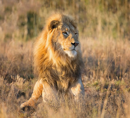 Male Lion At Sunrise