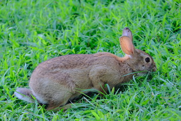 Rabbit