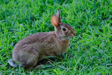 Rabbit