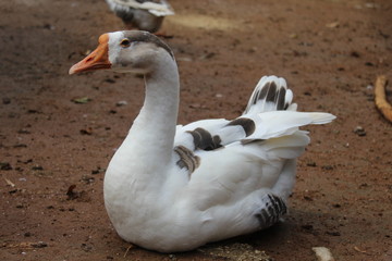 Pato