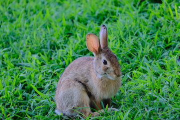 Rabbit