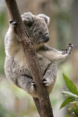 Vlies Fototapete Koala Joey Koala