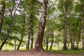 Summer birch forests