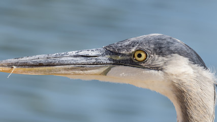 Macro shot of Great Blue Heron