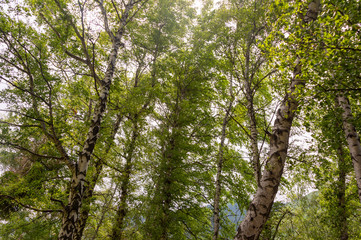 Summer birch forests
