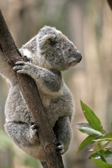 joey koala