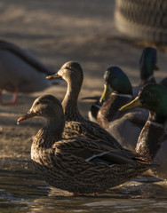 Female Mallard Ducks looking in one direction