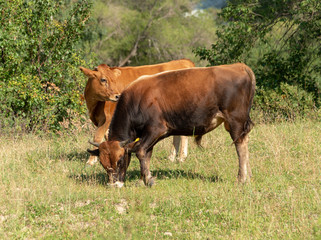 Naklejka na ściany i meble Bulls and cows in nature