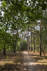 Naturschutzgebiet Buurserzand, Niederlande