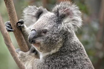 Tableaux ronds sur aluminium brossé Koala joey koala