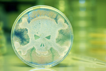 Petri dish growing bacteria in the shape of a skull and crossbones