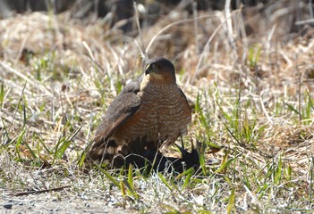 Cooper Hawk attacking European Starling