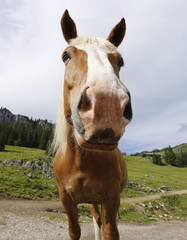 horse, mountains, nature
