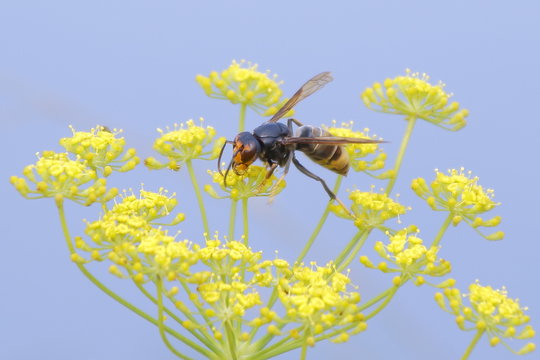 Primer plano de una avispa velutina