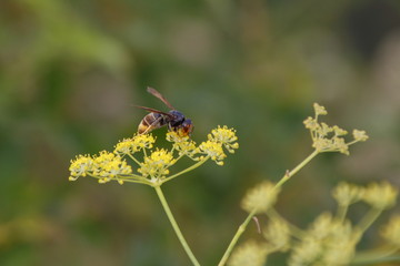 Avispa velutina asiática