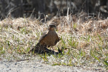 Cooper Hawk attacking European Starling