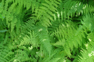Fototapeta na wymiar healthy green ferns in the shade