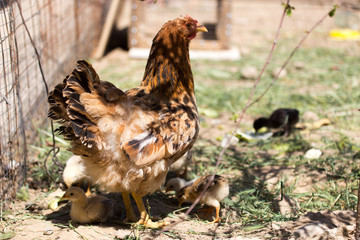 chicken with cub in the cage