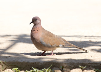 pigeon walking on the ground and looking for food
