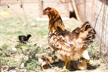 chicken with cub in the cage