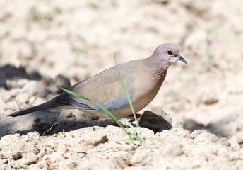 pigeon walking on the ground and looking for food