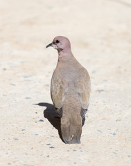 pigeon walking on the ground and looking for food