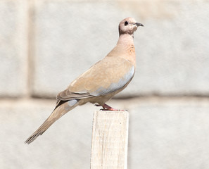 Photo of a pigeon bird sitting on a log