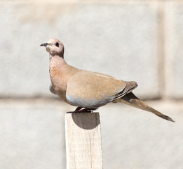 Photo of a pigeon bird sitting on a log
