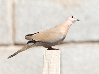 Photo of a pigeon bird sitting on a log