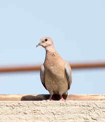 Photo of the bird-pigeon sitting on the fence