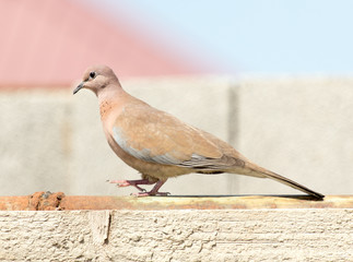 Photo of the bird-pigeon sitting on the fence