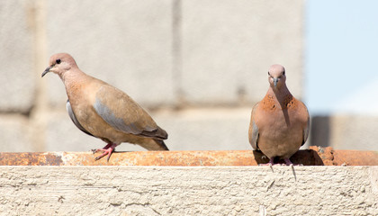 Photo of the bird-pigeon sitting on the fence