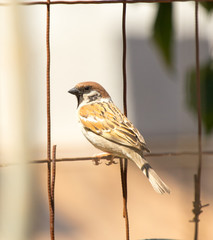 Photo of a bird sparrow sitting on an old iron grid