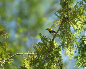Black Throat Green Warbler