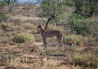 Juvenile Cheetah