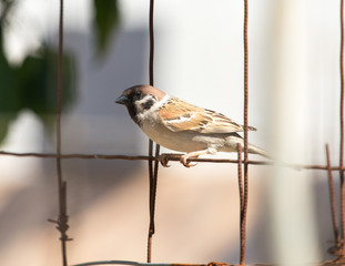 Photo of a bird sparrow sitting on an old iron grid