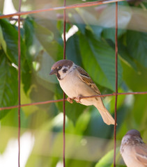 Photo of a bird sparrow sitting on an old iron grid