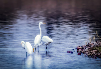 Three white Snowy Egrets standing in water