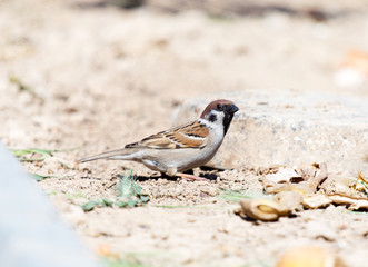 Photo of a bird sparrow, eats and walks on the ground