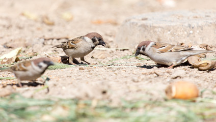 Photo of a bird sparrow, eats and walks on the ground