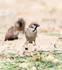 Photo of a bird sparrow, eats and walks on the ground