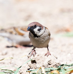 Photo of a bird sparrow, eats and walks on the ground