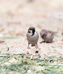Photo of a bird sparrow, eats and walks on the ground