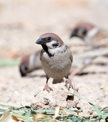 Photo of a bird sparrow, eats and walks on the ground