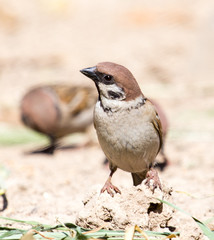 Photo of a bird sparrow, eats and walks on the ground