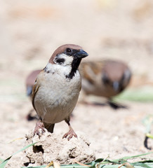 Photo of a bird sparrow, eats and walks on the ground