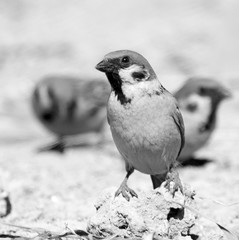 Photo of a bird sparrow, eats and walks on the ground