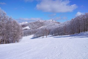 霧氷とゲレンデ
