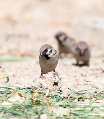 Photo of a bird sparrow, eats and walks on the ground