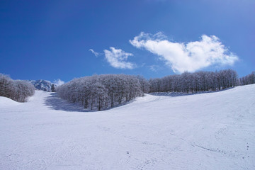 霧氷とゲレンデ
